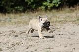 BOULEDOGUE FRANCAIS 171